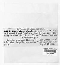 Graphium clavisporum image